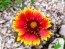 Blanket Flower