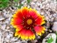 Blanket Flower