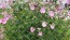 Tree Mallow 'Rosea' 