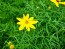 Threadleaf Coreopsis 'Zagreb' 