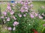 Tree Mallow 'Rosea' 