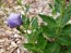 Balloon Flower 'Sentimental Blue' 