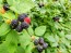 Wild Black Raspberry Plant (4" Pot, single)