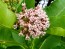 Common Milkweed