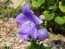 Balloon Flower 'Sentimental Blue' 