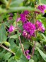 Mountain Garland 