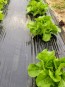 Butterhead Lettuce ‘Patrick's Bibb’ Limestone