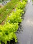 Lettuce 'Black-Seeded Simpson' 