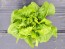 Butterhead Lettuce ‘Patrick's Bibb’ Limestone