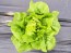 Butterhead Lettuce ‘Patrick's Bibb’ Limestone