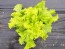 Lettuce 'Black-Seeded Simpson' 