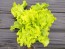 Lettuce 'Black-Seeded Simpson' 