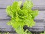 Lettuce ‘Crisp Mint’ AKA ‘Erthel’ 