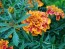 Marigold 'Bonanza Flame' 