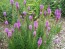 Purple Blazing Star AKA Liatris 