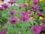 Bee Balm 'Purple Rooster' 