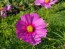 Cosmos 'Celebration in Pink' 