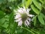 Wild Bee Balm Seeds (Certified Organic)