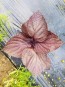 Purple-Red Shiso