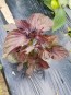 Purple-Red Shiso