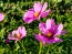 Cosmos 'Celebration in Pink' 