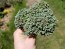 Broccoli 'Calabrese' Plants (6 Pack)