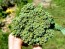 Broccoli 'Calabrese' Plants (6 Pack)