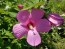 Single Pink Hibiscus