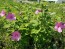 Single Pink Hibiscus