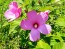 Single Pink Hibiscus