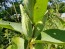 Common Milkweed