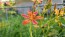 Orange Blackberry Lily