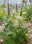 Anise Hyssop 'Blue Fortune' 