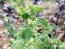 White Horehound 