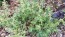 White Horehound 