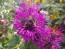 Bee Balm 'Purple Rooster' 