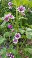 Mallow/French Hollyhock 'Zebrina'