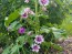 Mallow/French Hollyhock 'Zebrina'