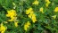 Bird's Foot Trefoil 