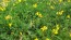 Bird's Foot Trefoil 