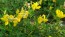 Bird's Foot Trefoil 