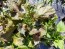 Herb 'Green-Purple Shiso' Plants (4PK)
