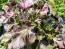 Green-Purple Shiso 