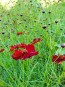 Plains Coreopsis 'Dwarf Red' AKA 'Mahogany Midget' 