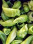 Hot Pepper ‘Beaver Dam’ Seeds (Certified Organic) 