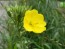 Narrow-Leaved Sundrops Seeds (Certified Organic)