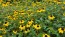 Brown-Eyed Susan