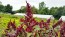 Amaranth 'Pygmy Torch' 