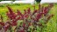 Amaranth 'Pygmy Torch' 