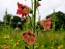 Flowering Tobacco 'Big Mouth' 